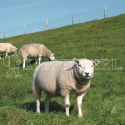 Deichbegrünung Böschungsmischung DSV 90010kg