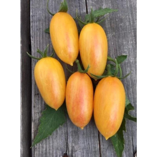  Flaschenomate Artisan Blush Tiger - BIO-Tomatensorte Samenfest