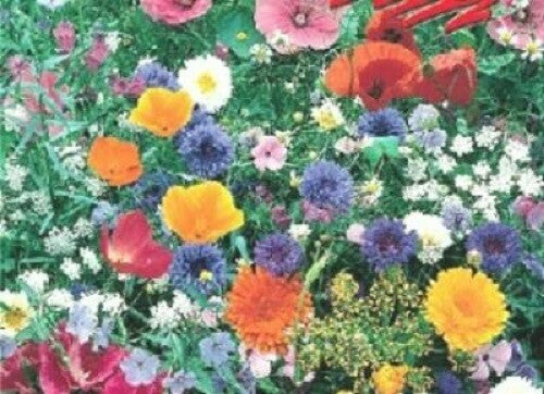  Blumenmischung, Wiesenblumen Und Kräuter, Inhalt: 1kg Für 1000m², Mehrjährig, Höhe: 30-70 Cm, Nützlingswiese