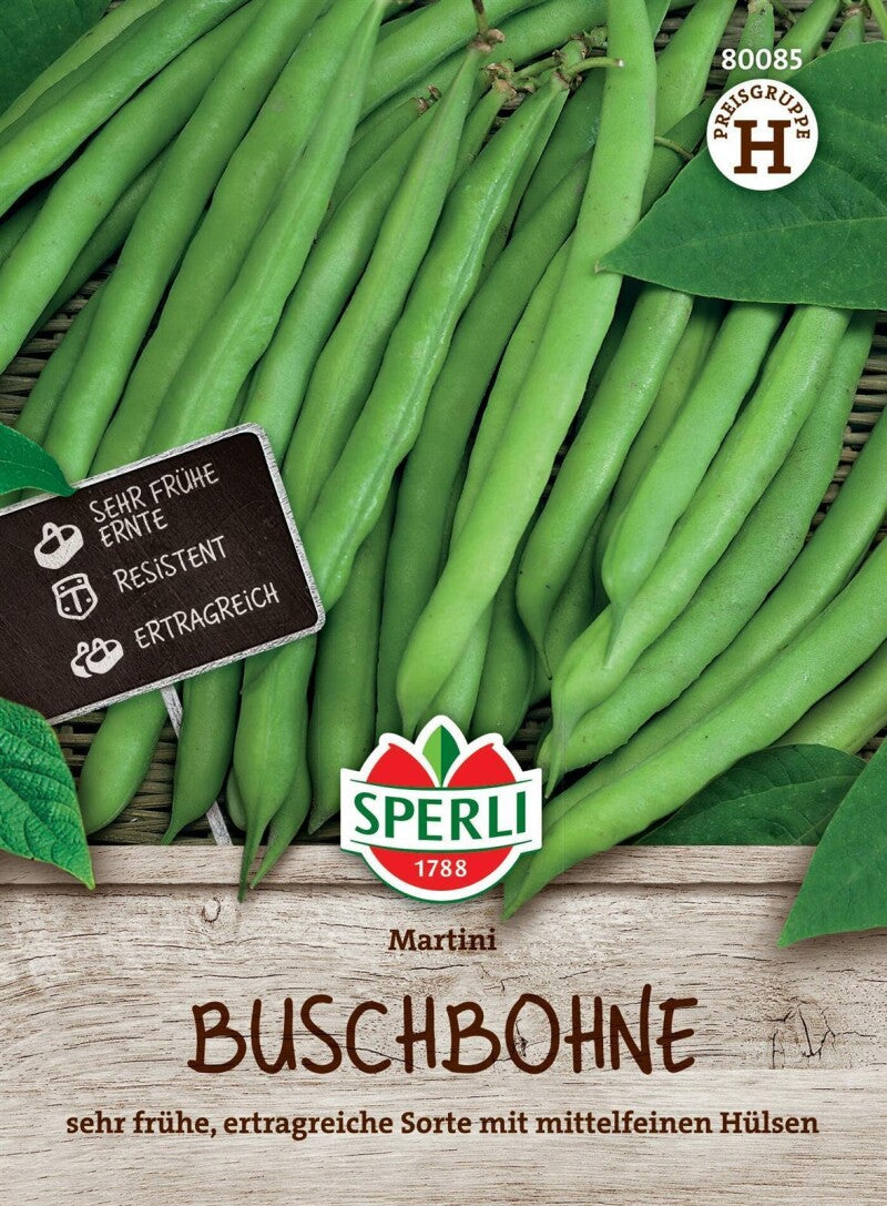  Buschbohne Martini, Sehr Frühe Ertragreiche Sorte, Resistent