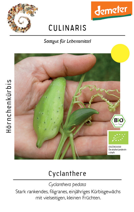  Cyclanthere, Hörnchenkürbis Roh Und Gekocht Zu Empfehlen