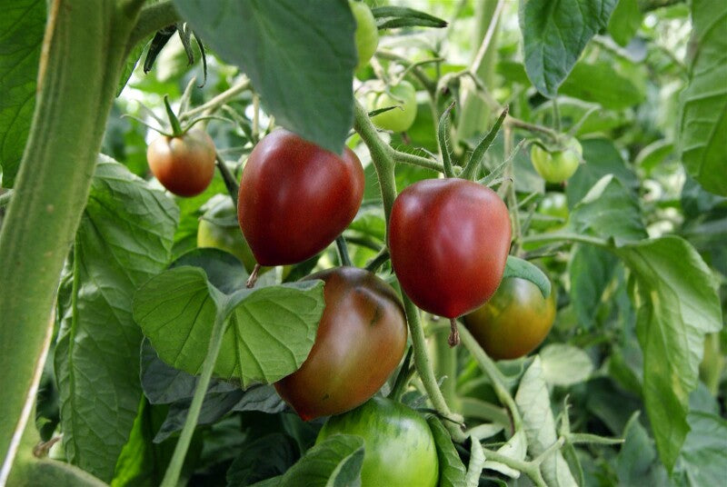  Salattomate Paul Robson Kräftig Aromatisch
