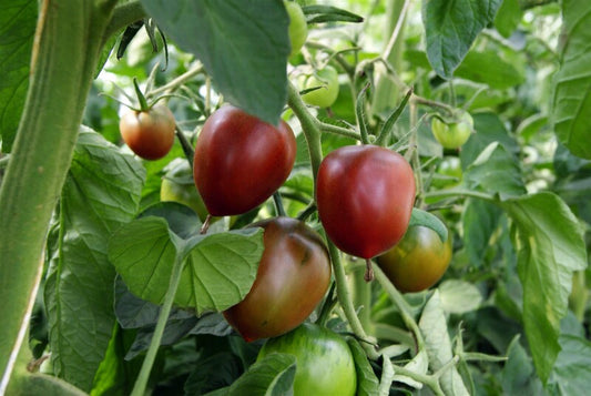  Salattomate Paul Robson Kräftig Aromatisch