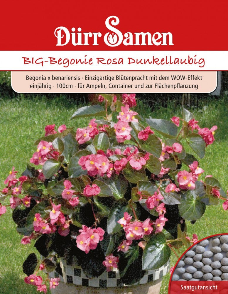 Benarys BIG-Begonie Rosa Dunkellaubig