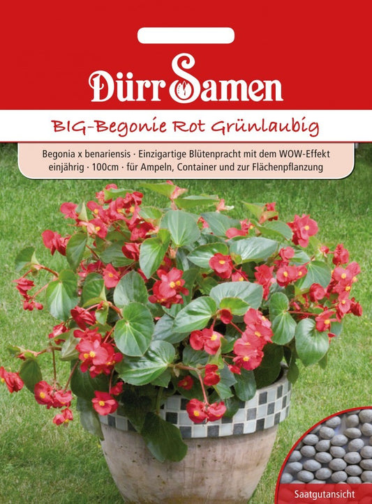  Benarys BIG-Begonie Rot Grünlaubig