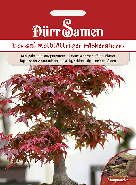  Bonsai-Samen Rotblättriger Fächerahorn