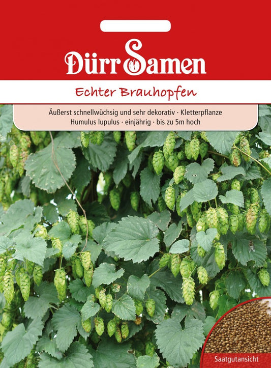  Echter Brauhopfen Humulus Lupulus