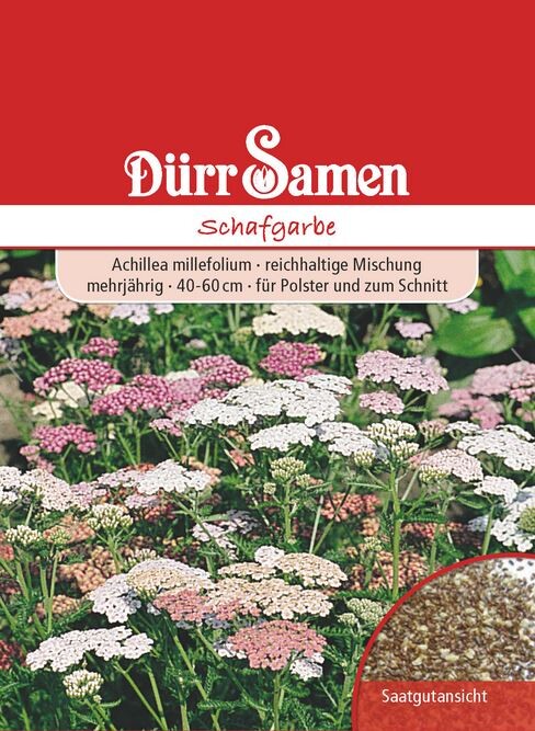  Edelgarbe & Schafgarbe Mischung, Achillea Millefolium