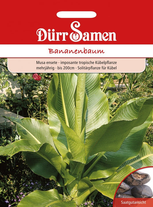  Musa Ensete Zierbanane Bananenbaum