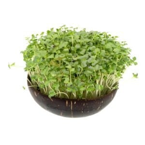  Grow-Grow Nut, Starterpaket, 1x Kokosnuss-Schale + 3x Bio-Saatgut (Brokkoli, Radieschen & Rucola) + 3x Kokoserde-Ziegel