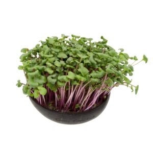  Grow-Grow Nut, Starterpaket, 1x Kokosnuss-Schale + 3x Bio-Saatgut (Brokkoli, Radieschen & Rucola) + 3x Kokoserde-Ziegel