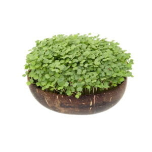  Grow-Grow Nut, Starterpaket, 1x Kokosnuss-Schale + 3x Bio-Saatgut (Brokkoli, Radieschen & Rucola) + 3x Kokoserde-Ziegel