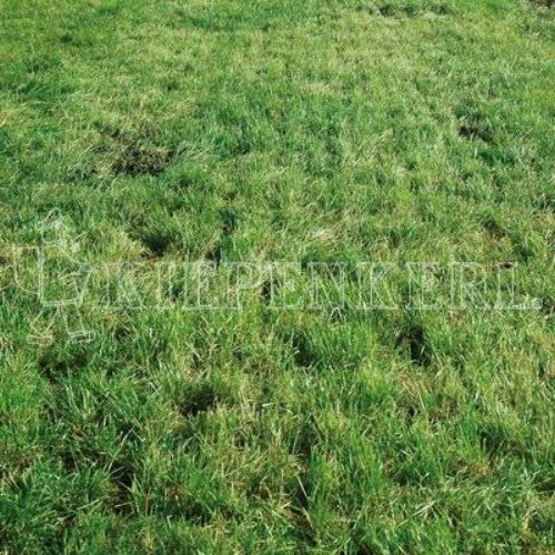  DSV Country-Horse 2118 Nachsaat-Pferdegreen 10kg