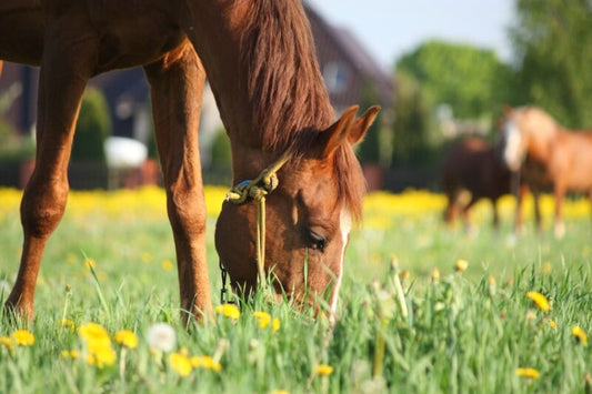  DSV Country-Horse 2122 Kräutermenü1500gr