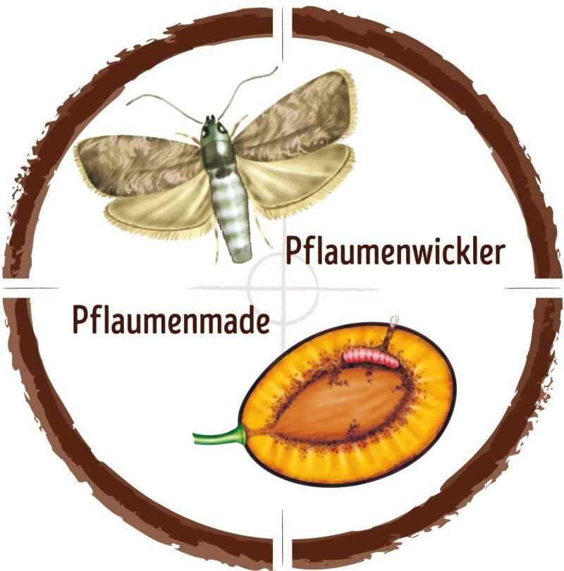  Naturen Pflaumenmaden-Falle, 1 Set Für Insektizidfreies Fallensystem Für Pflaumenwickler