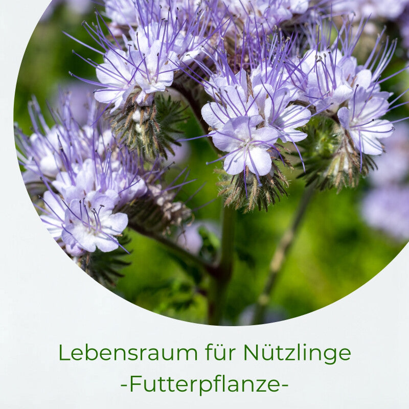 Samenshop24® Phacelia Bienenweide Gründünger 1kg