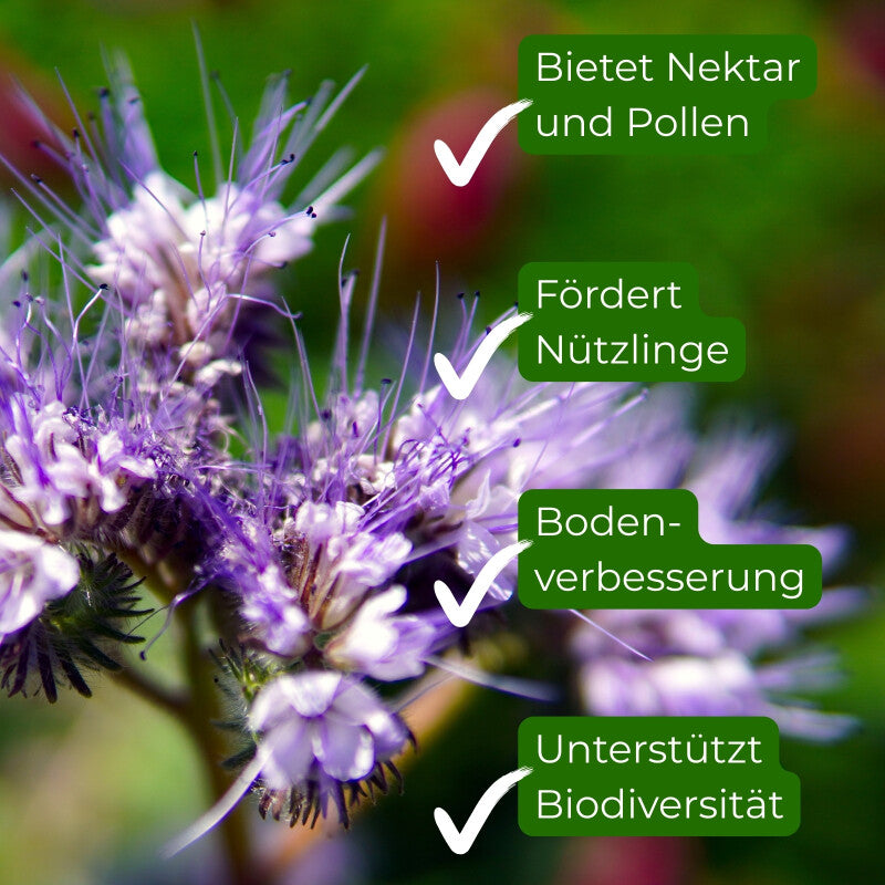  Samenshop24® Phacelia Bienenweide Gründünger 1kg