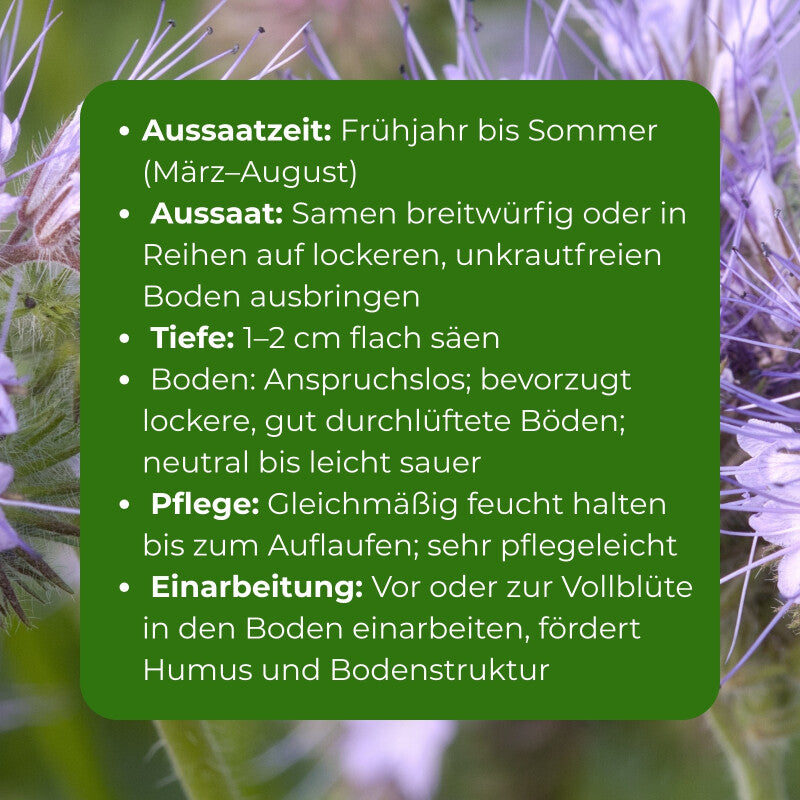  Samenshop24® Phacelia Bienenweide Gründünger 1kg