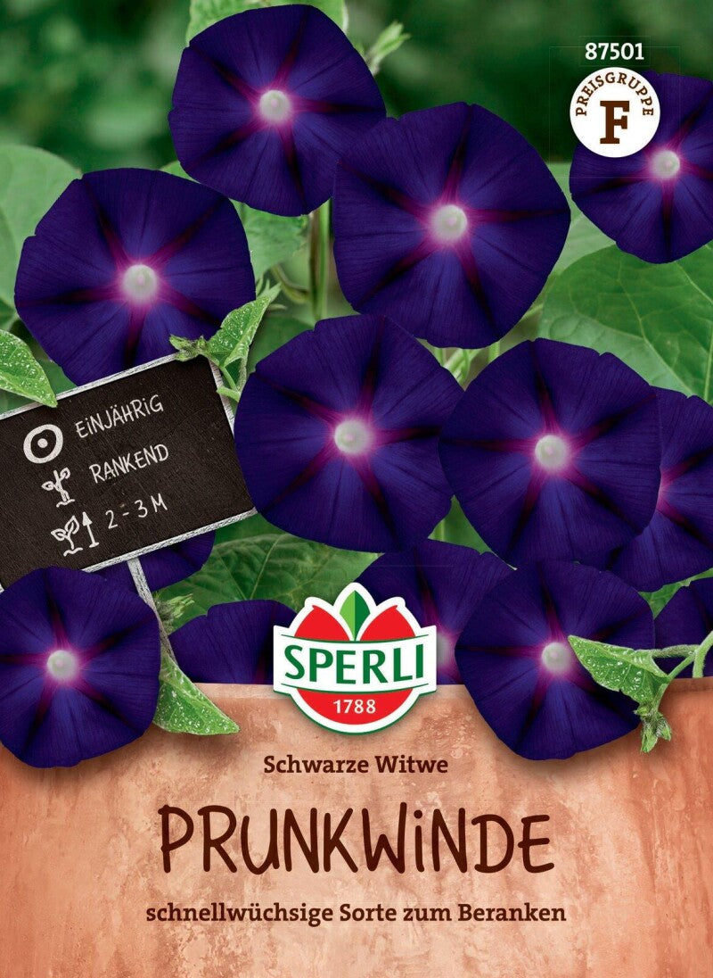  Prunkwinde Schwarze Witwe, Schnellwüchsige Sorte Zum Beranken, Sperli Saatgut