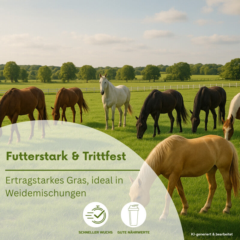  Quecke (Kammquecke), Agropyron Cristatum, Inhalt: 1kg Für Ca. 20 M²
