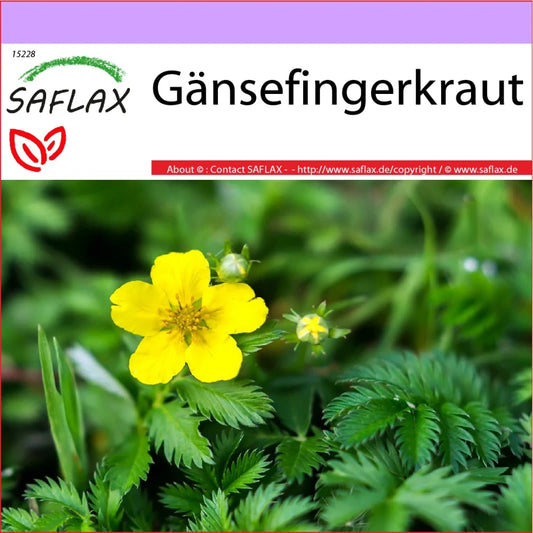  Gänsefingerkraut - Potentilla Anserina Heilpflanzen Gutes Nicht Nur Für Gänse