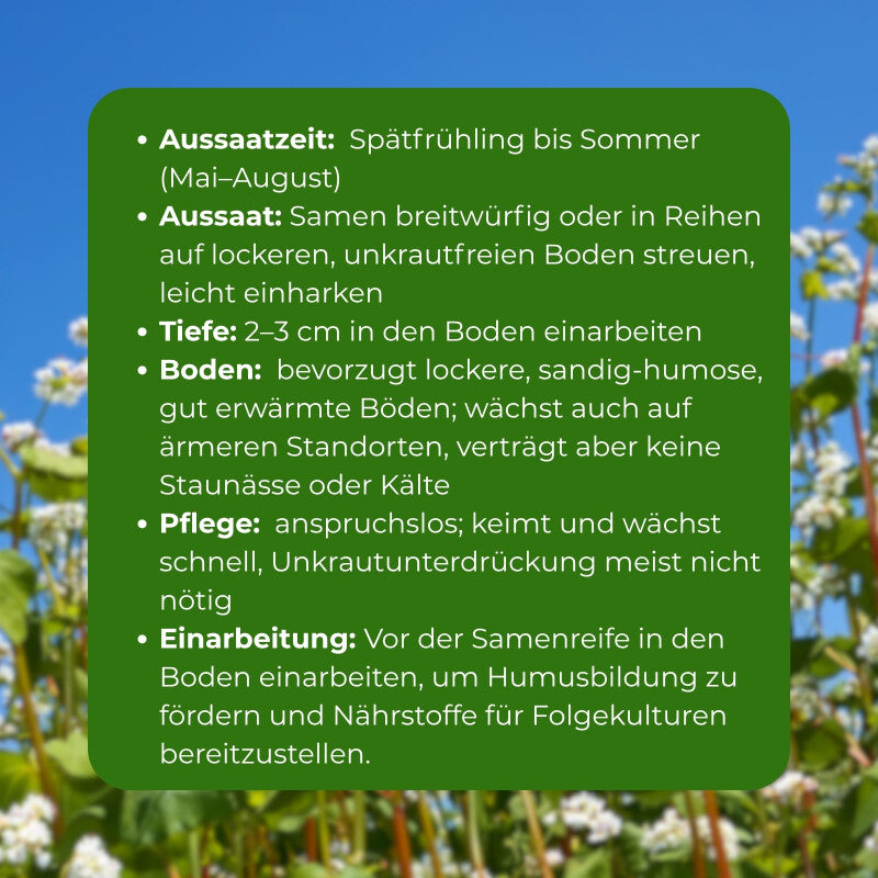  Samenshop24® Buchweizen Gründünger Inhalt: 1kg
