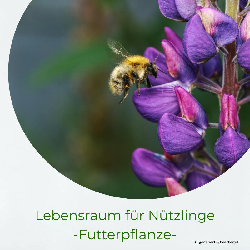 Samenshop24® Düngelupinen "Blaue Lupine", Gründünger & Bodenkur 2,5kg