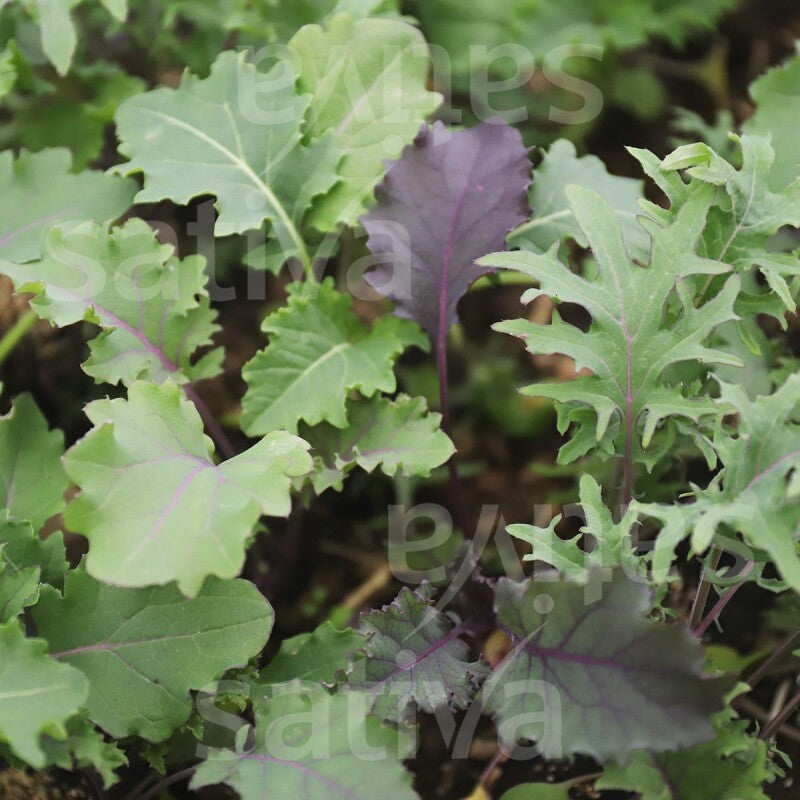  Babykale Federkohl Ernte Als Babyleaf Wie Beim Asiasalat
