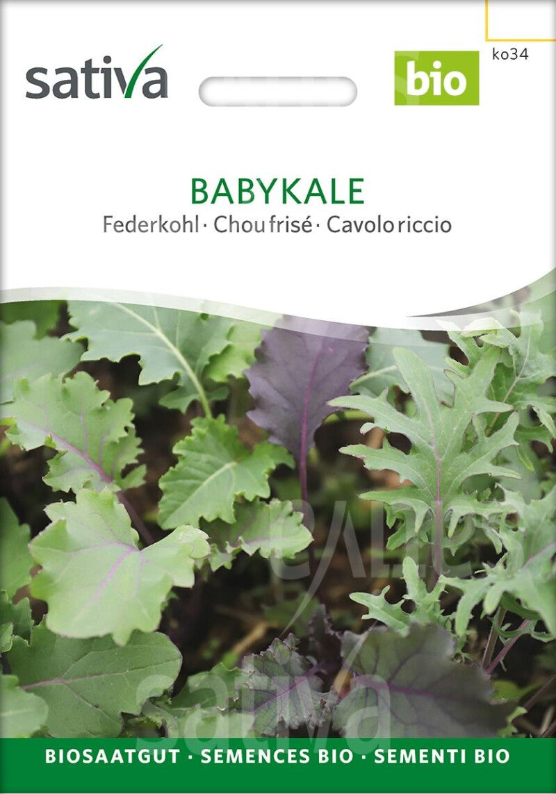  Babykale Federkohl Ernte Als Babyleaf Wie Beim Asiasalat