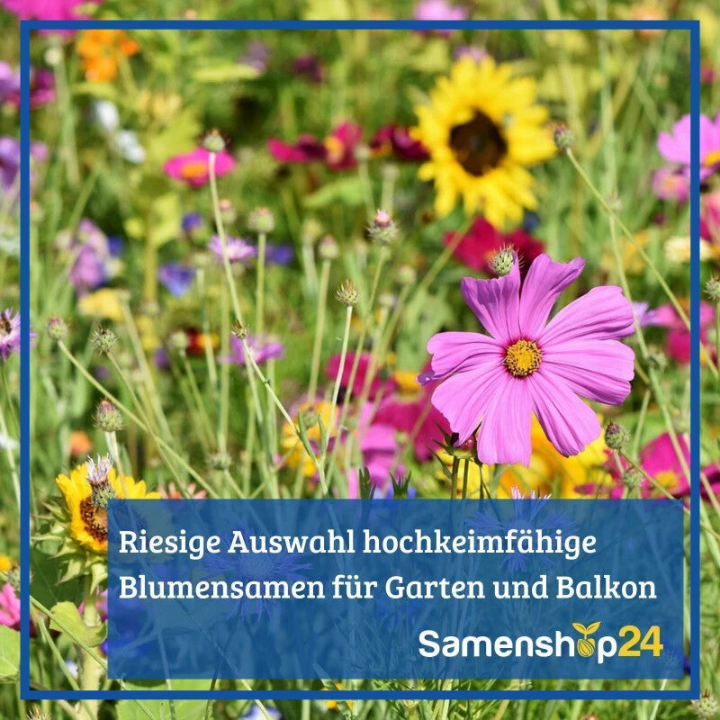  Schattenblumen-Mix, Inhalt: 100gr. Für Bis Zu 100m², Ein- Und Mehrjährige Blumenmischung Für Schattenbereiche, Nektarspender Für Nützlinge
