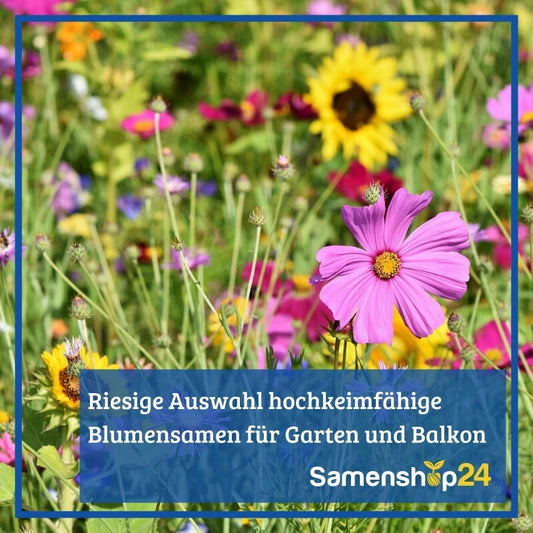  Schattenblumen-Mix, Inhalt: 100gr. Für Bis Zu 100m², Ein- Und Mehrjährige Blumenmischung Für Schattenbereiche, Nektarspender Für Nützlinge