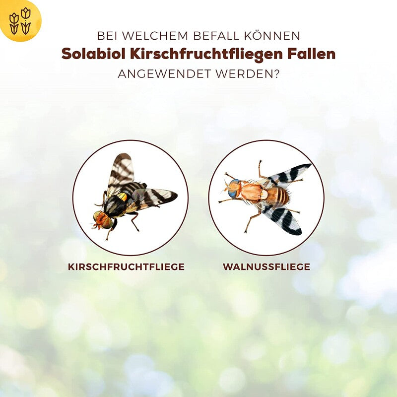  Solabiol Kirschfruchtfliegen Fallen, Mit Lockstoff Und Gelbtafel, Zur Befallsermittlung Von Kirschfruchtfliege Und Walnussfruchtfliege, 5 Stück