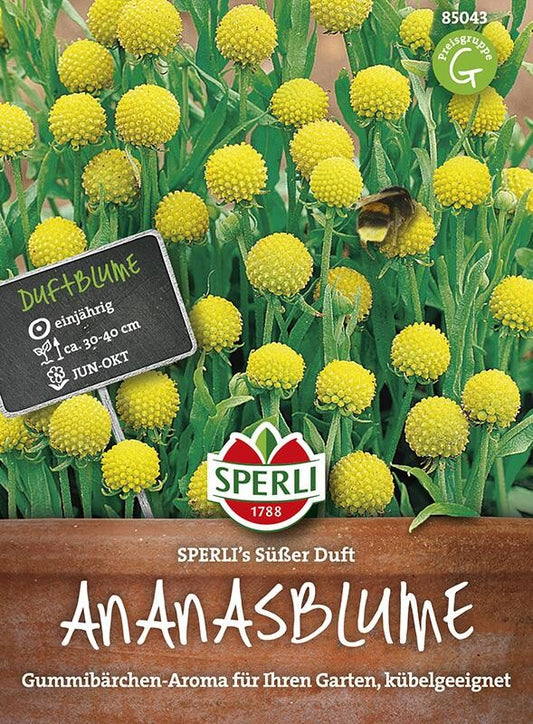  Ananasblume (Cephalophora) SPERLING`s Süßer Duft