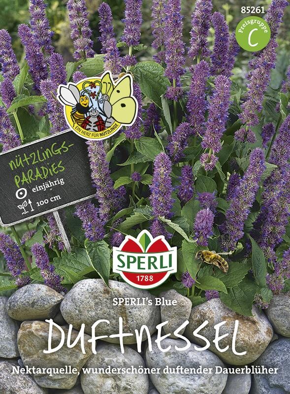  Duftnessel Sperli`s Blue, Blau Blühend, Bienen Und Andere Nützlinge Nutzen Die Blüten Gerne Als Nektarquelle