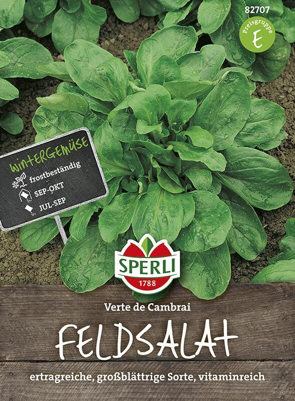  Feldsalat Verte De Cambrai (Rapunzel)