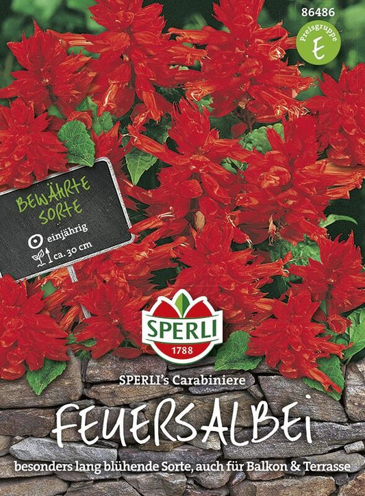  Feuersalbei Salvia Splendens Carrabiniere