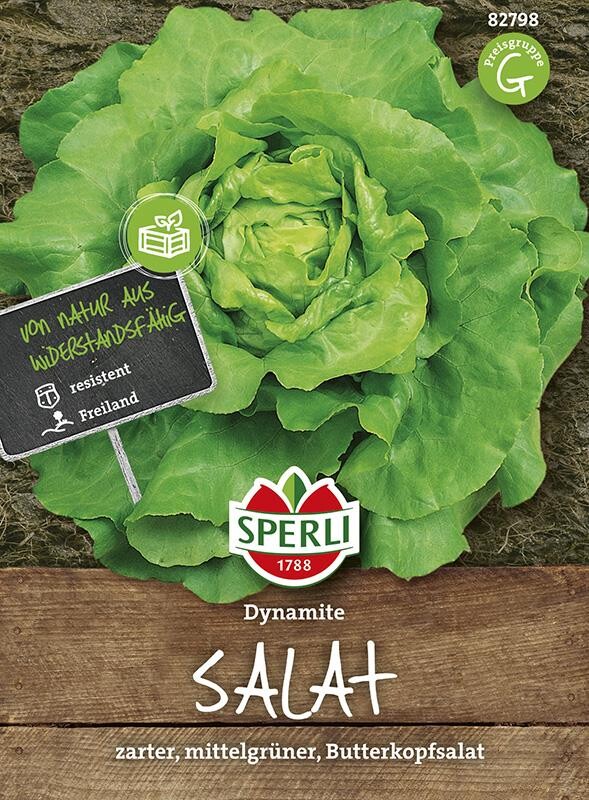  Kopfsalat Dynamite, Stark Gegen Blattläuse Und Falschen Mehltau, Bildet Mittelgroße Köpfe