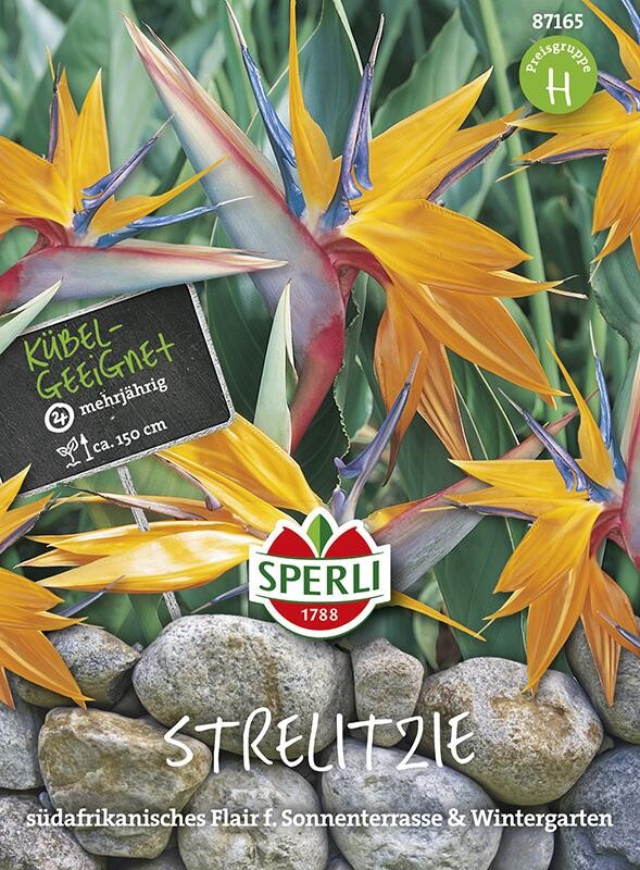  Paradiesvogelblume Strelitzia ReginaeSperling`s Papagei