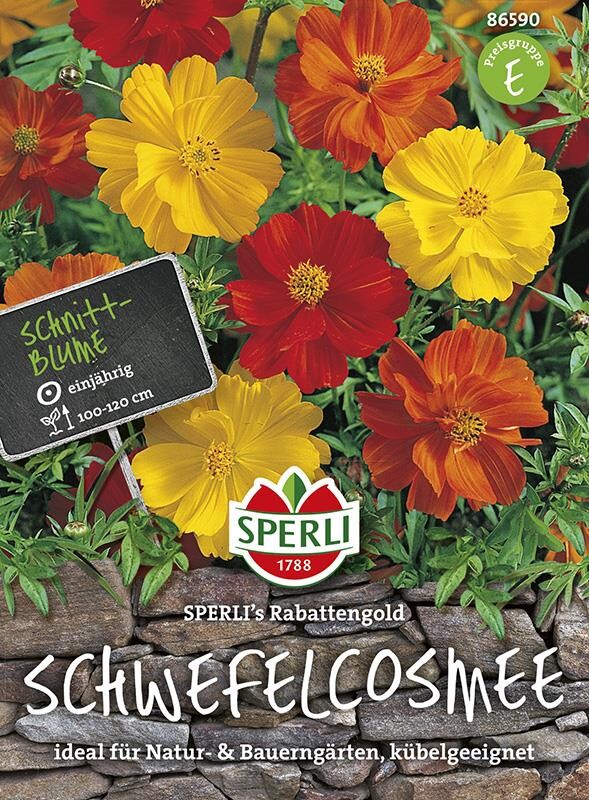  Schwefelkosmee SPERLI´s Rabattengold | Ideal Als Hintergrundpflanzen In Beeten Oder Bauerngärten
