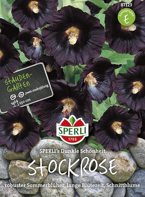  Stockrose Dunkle Schönheit | Schnell Wachsende Sorte Mit Ungefüllten Blüten | Dunkler Farbton