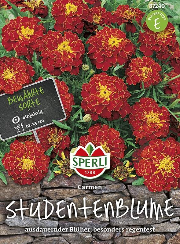  Tagetes Studentenblume Carmen