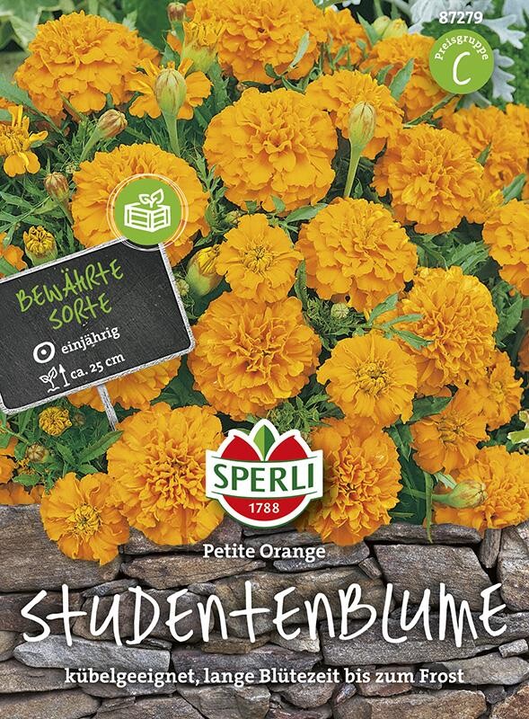  Tagetes Studentenblume Petite Orange
