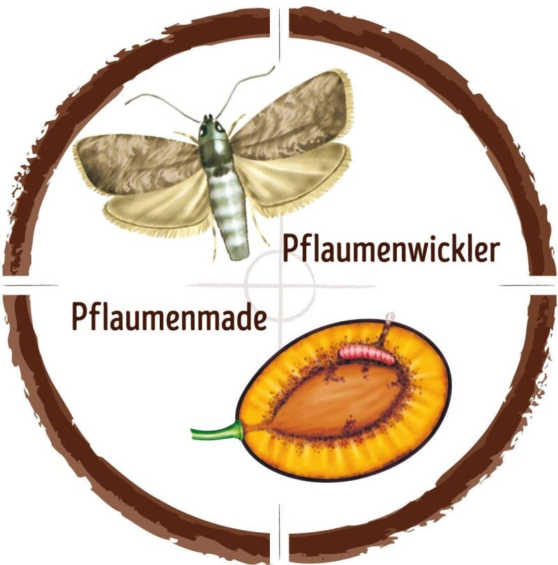  Naturen Pflaumenmaden-Falle Nachrüstset - 1 Set Mit 2 Pheromon-Dispensern + 2 Leimböden
