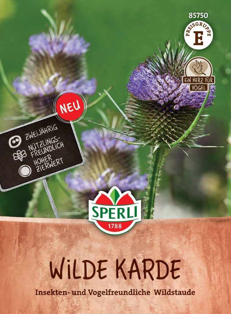  Wilde Karde Zweijährig Nützlingsmagnet Schnell Keimend