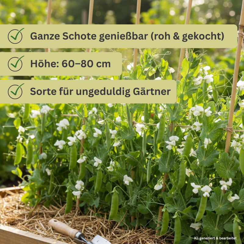  Zuckererbsen Norli, Inhalt 125gr. Für Ca. 15 Lfd. Mtr.